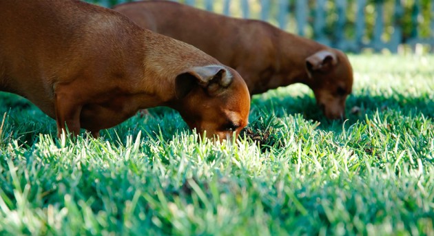 Optional image title